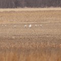 Protecting Endangered Species and Habitats in Central Missouri