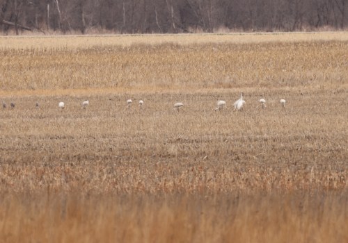Protecting Endangered Species and Habitats in Central Missouri